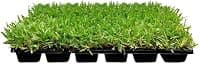 St. Augustine Palmetto Grass Plugs (18 Extra-Large Live Plugs)