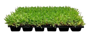 St. Augustine Palmetto Grass Plugs (18 Extra-Large Live Plugs)