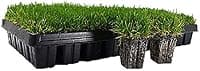 Zoysia Grass Plugs (50 Large Plugs, EZPlug)