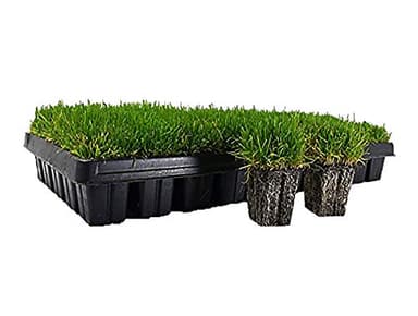 Zoysia Grass Plugs (50 Large Plugs, EZPlug)
