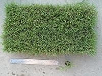 UC Verde Buffalograss Plugs