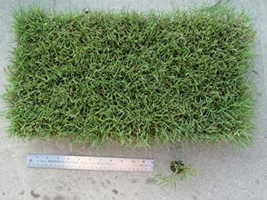 UC Verde Buffalograss Plugs