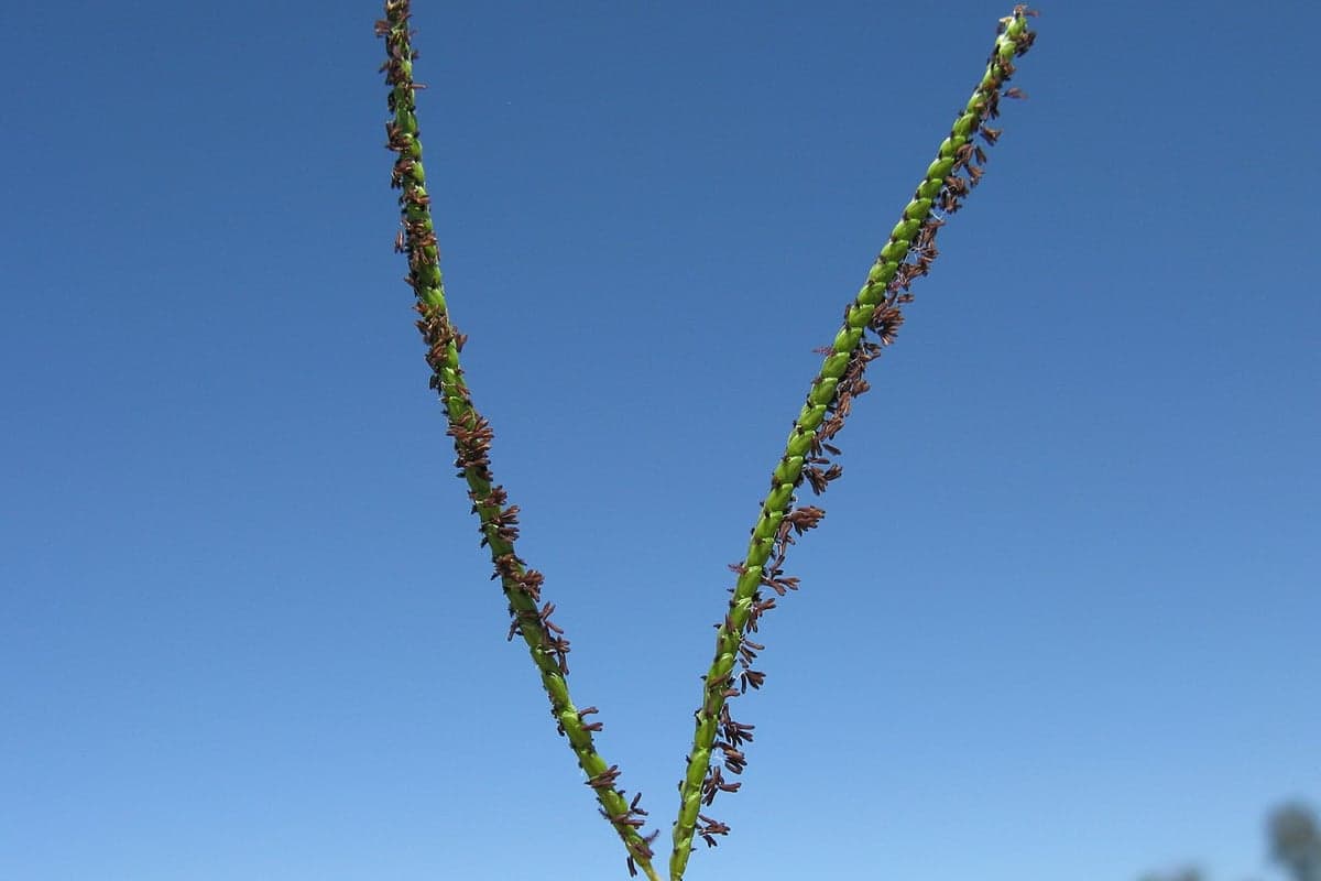 What Bahiagrass looks like, a close-up of the blades