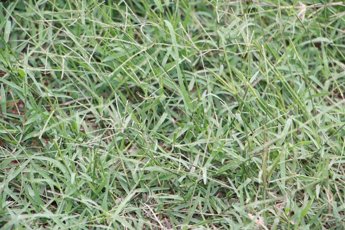 What Bermudagrass looks like, a close-up of the grass blades