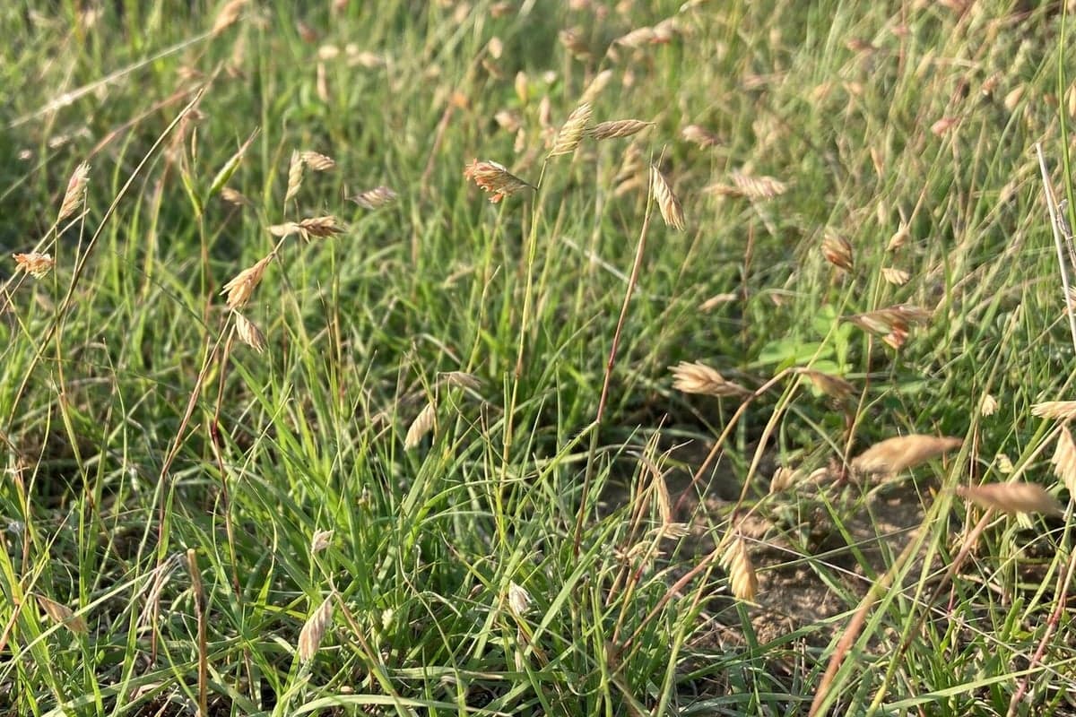 What Buffalograss looks like, a close-up of the blades