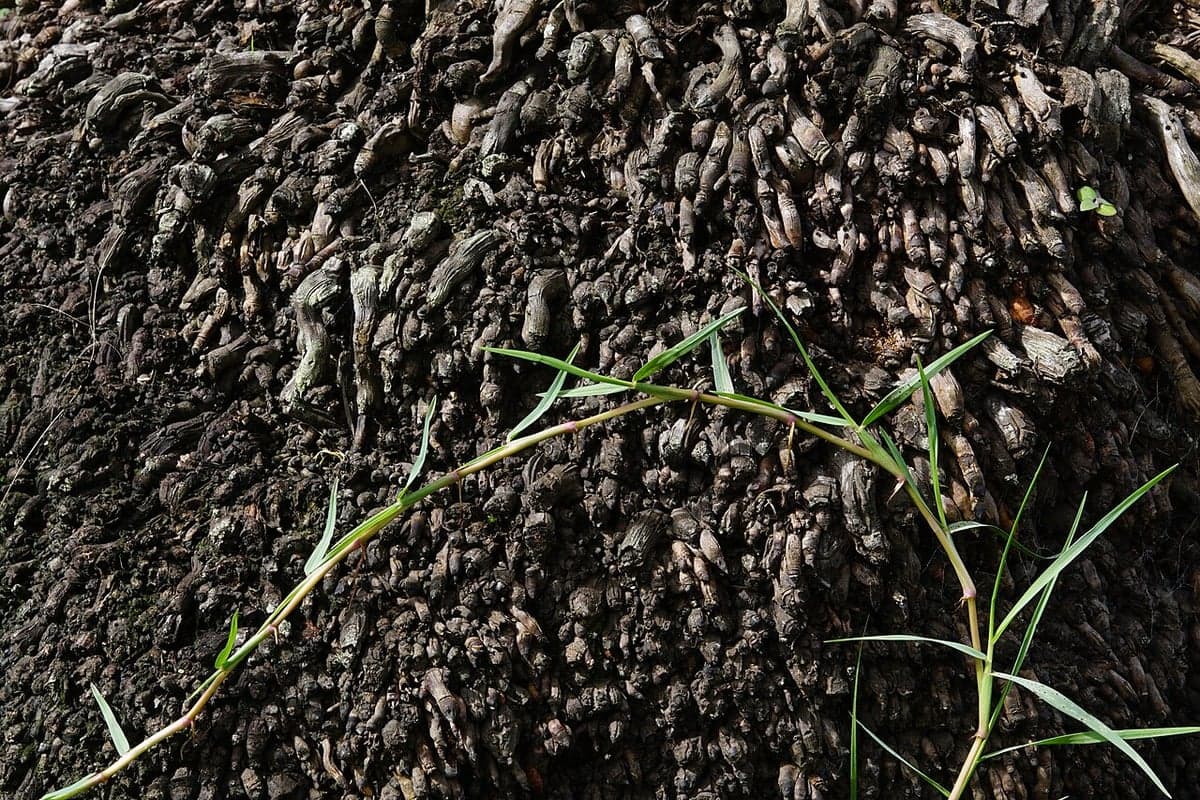 What Centipede Grass looks like, a close-up of the blades