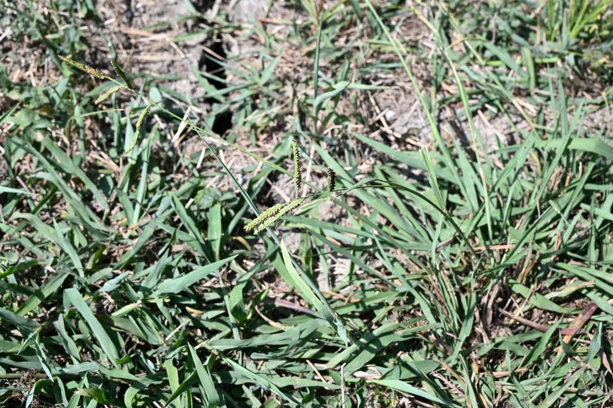 Dallisgrass clump, wide coarse blades radiating from one crown in turf