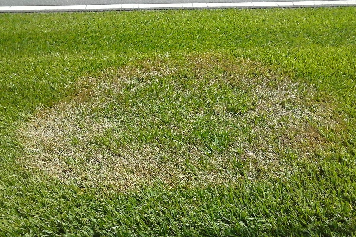 Straw-colored dead patches with hard edges sitting inside otherwise green turf