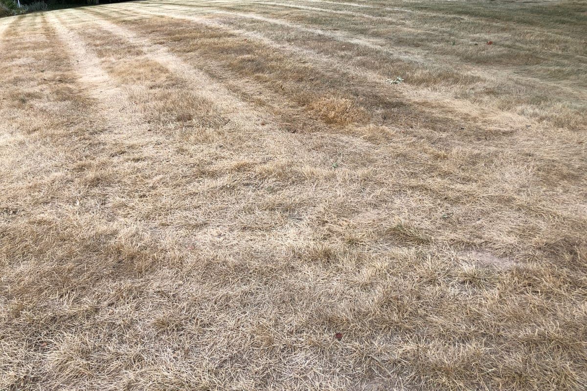 Dormant lawn browned evenly edge to edge with the grass canopy still intact