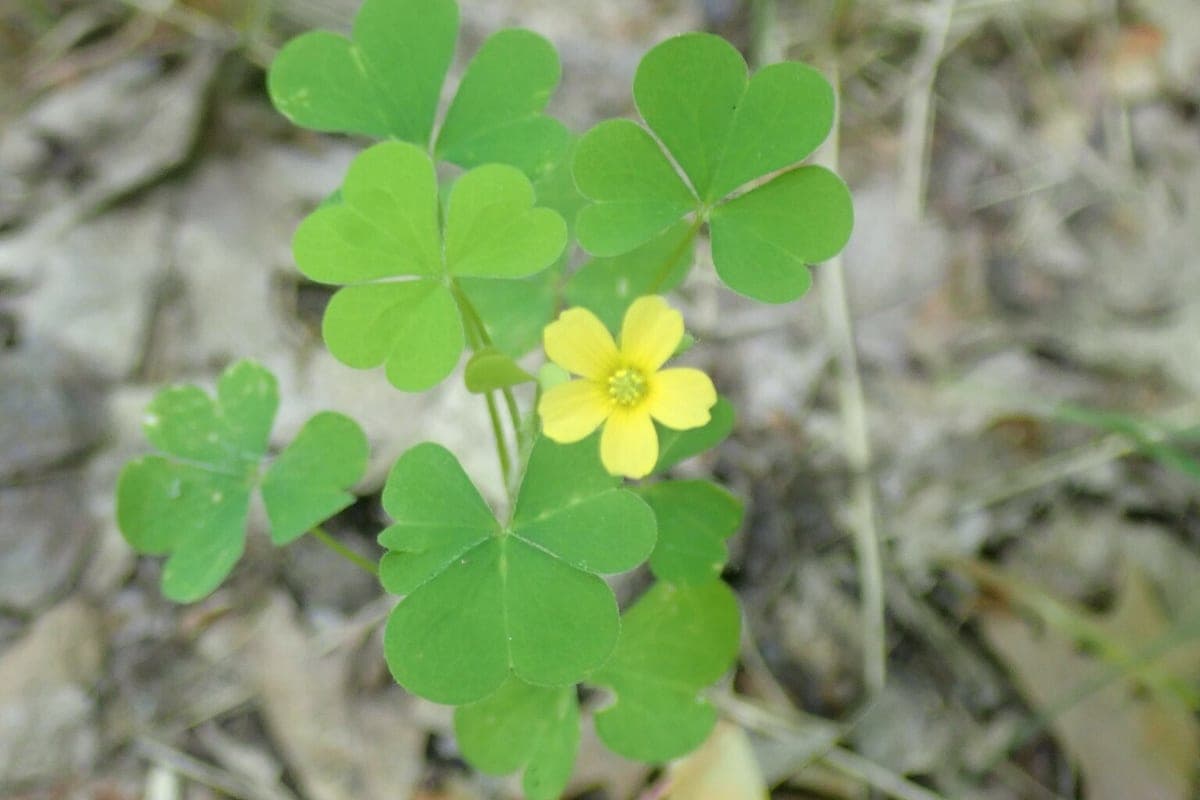 Oxalis with heart-shaped notched leaflets and a five-petal yellow flower