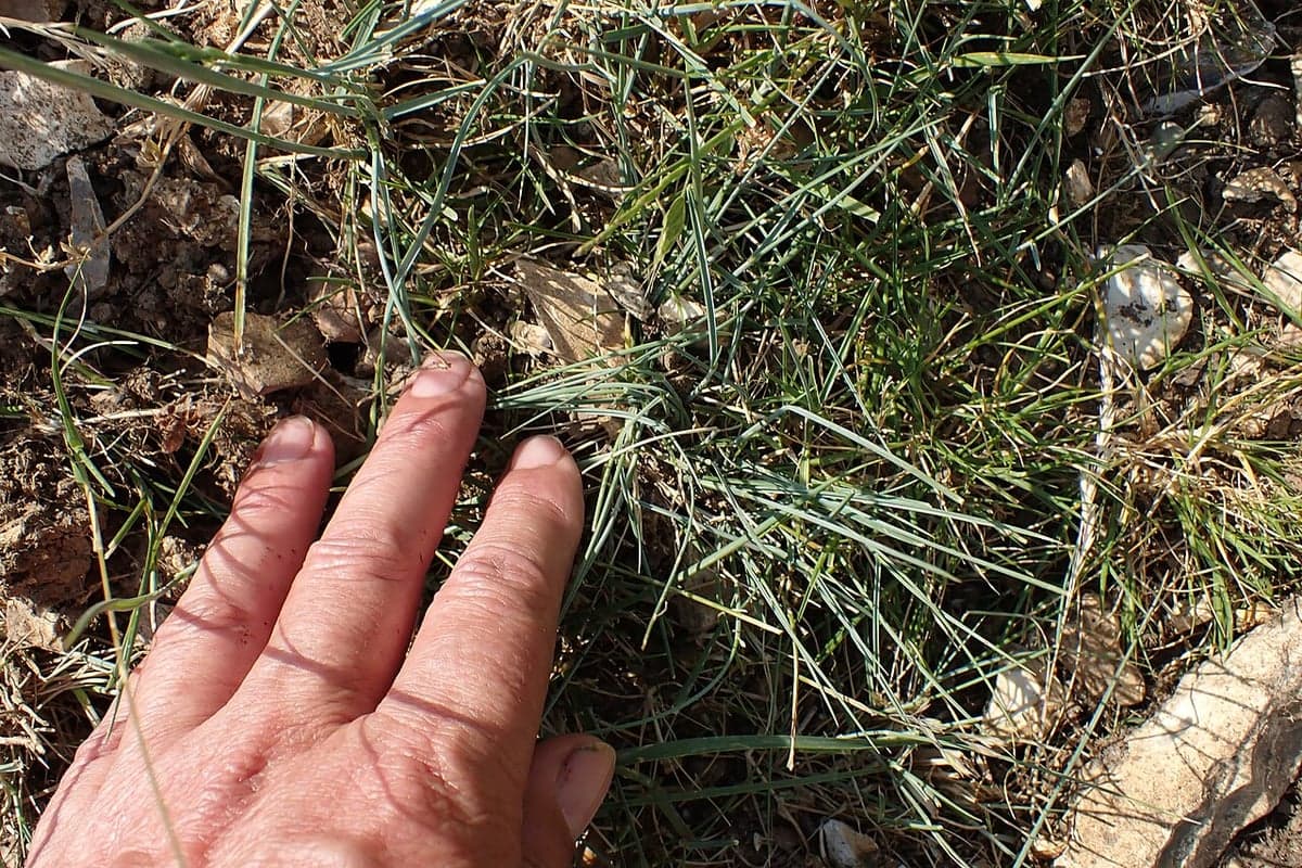 What Fine Fescue looks like, a close-up of the grass blades