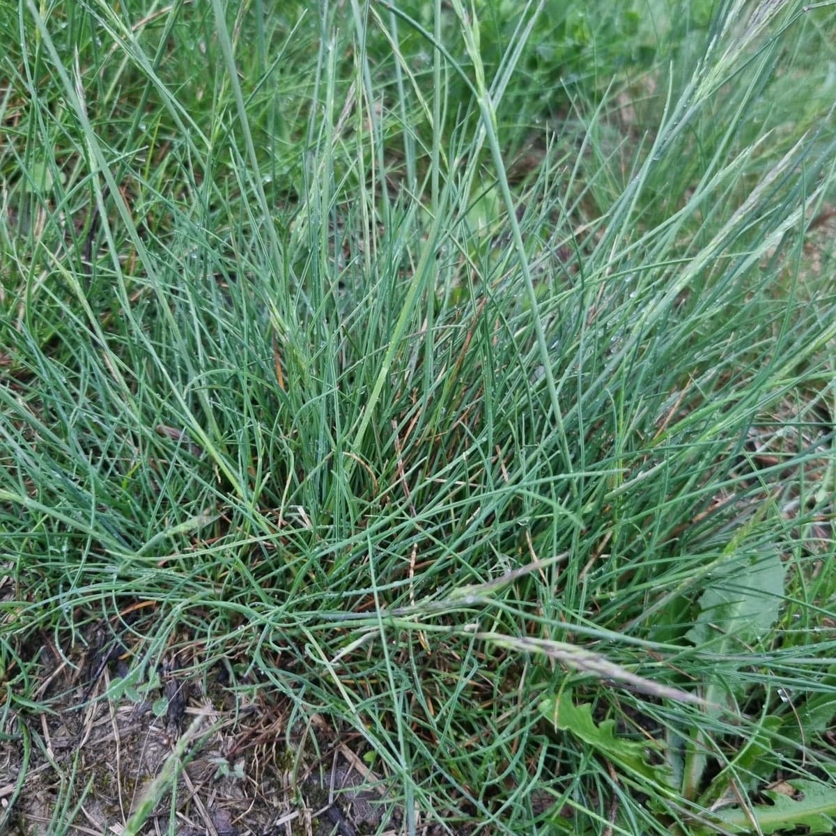 What Fine Fescue looks like, a close-up of the grass blades