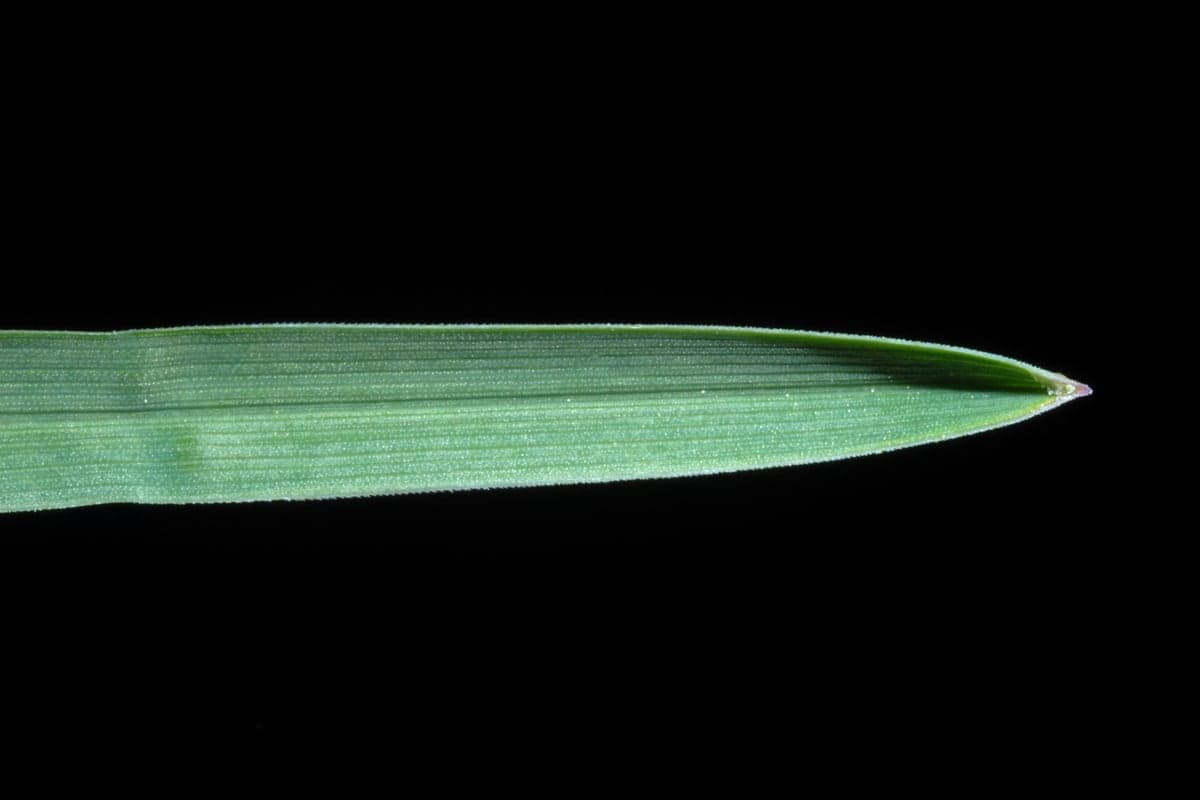 What Kentucky Bluegrass looks like, a close-up of the grass blades