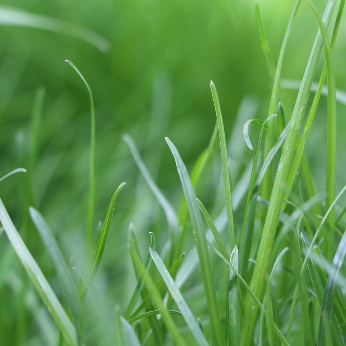 What Kentucky Bluegrass looks like, a close-up of the blades