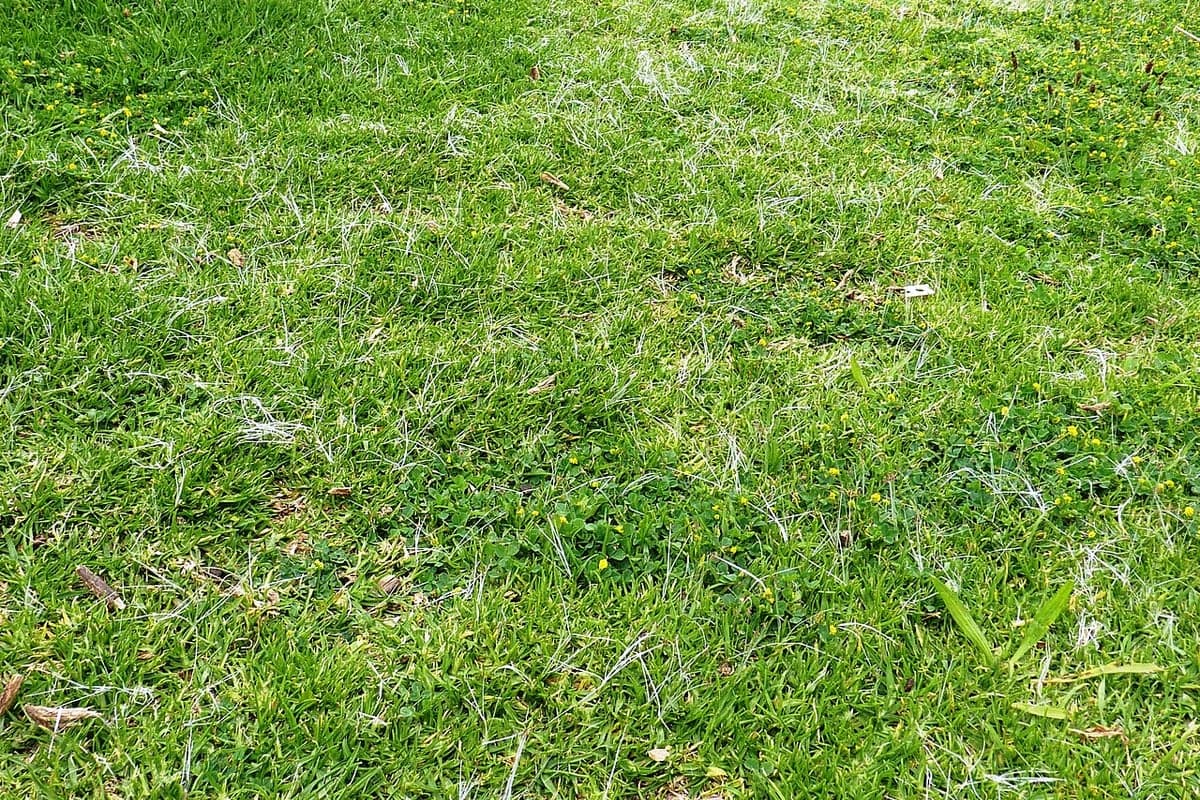 What Kikuyugrass looks like, a close-up of the blades