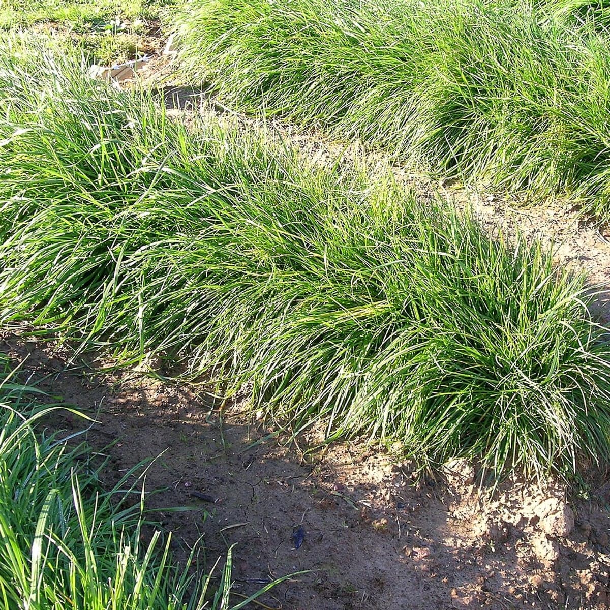 What Perennial Ryegrass looks like, a close-up of the blades