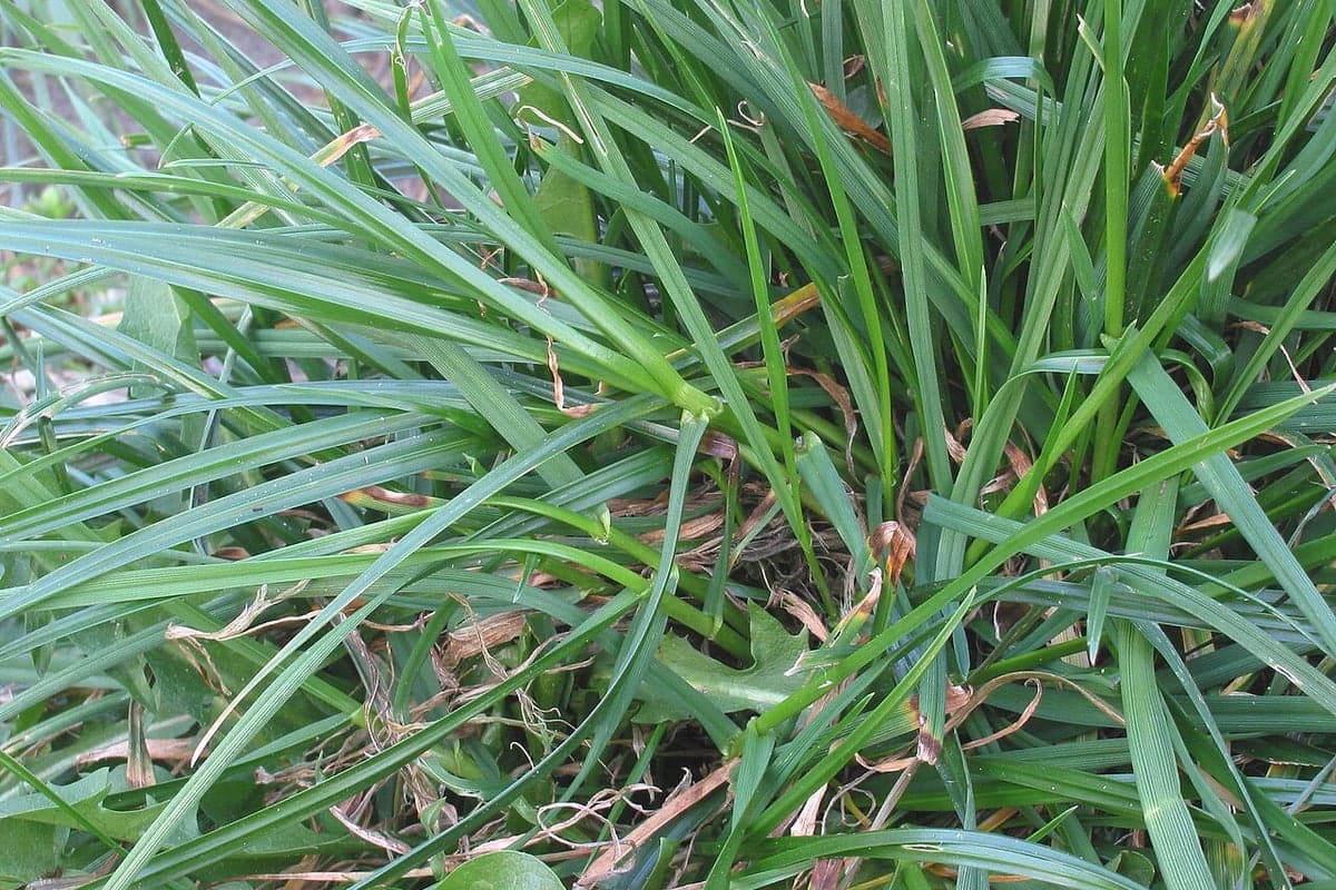 What Perennial Ryegrass looks like, a close-up of the grass blades