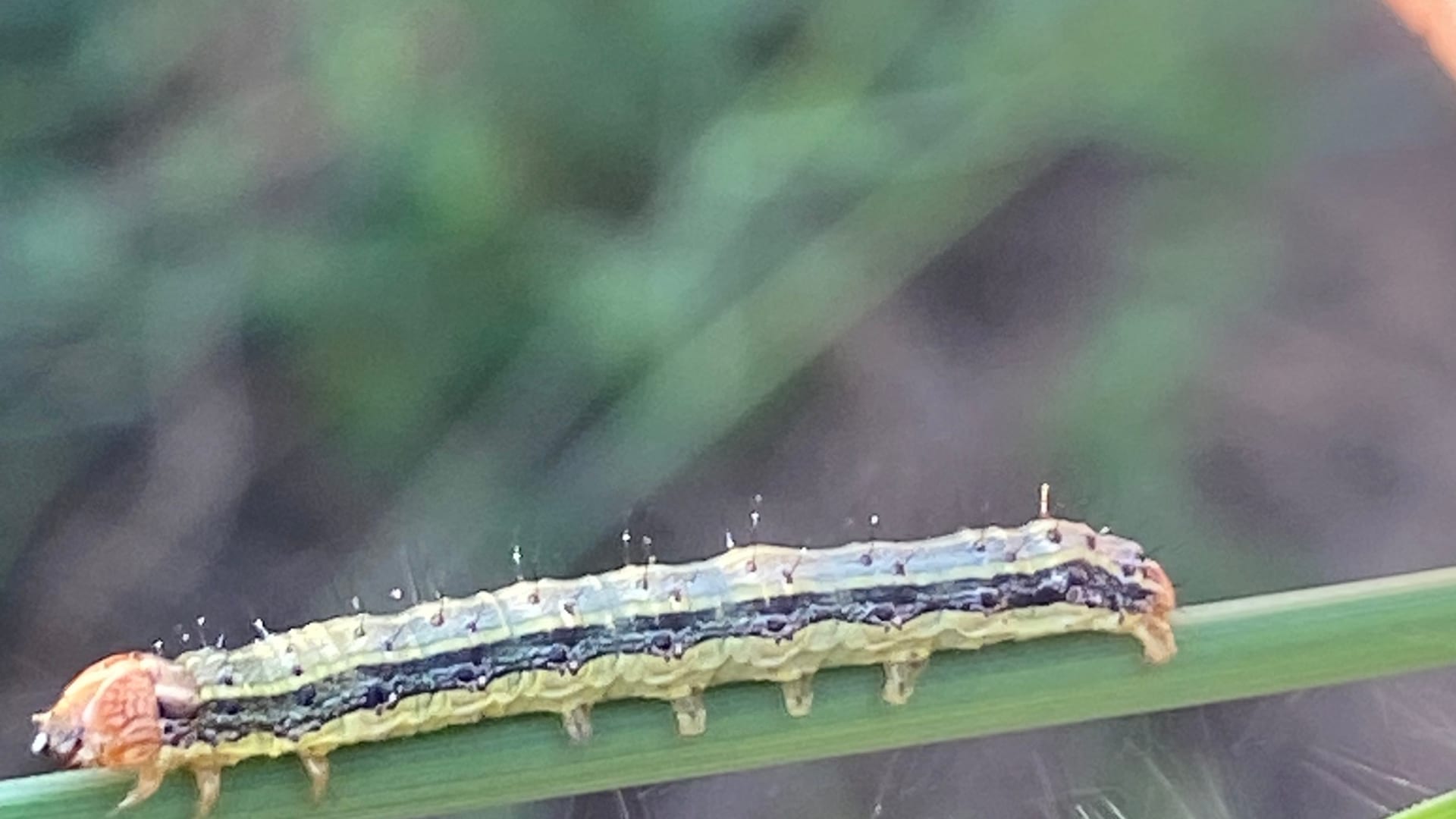 Cover image for Armyworms: how to spot the front before the lawn is gone