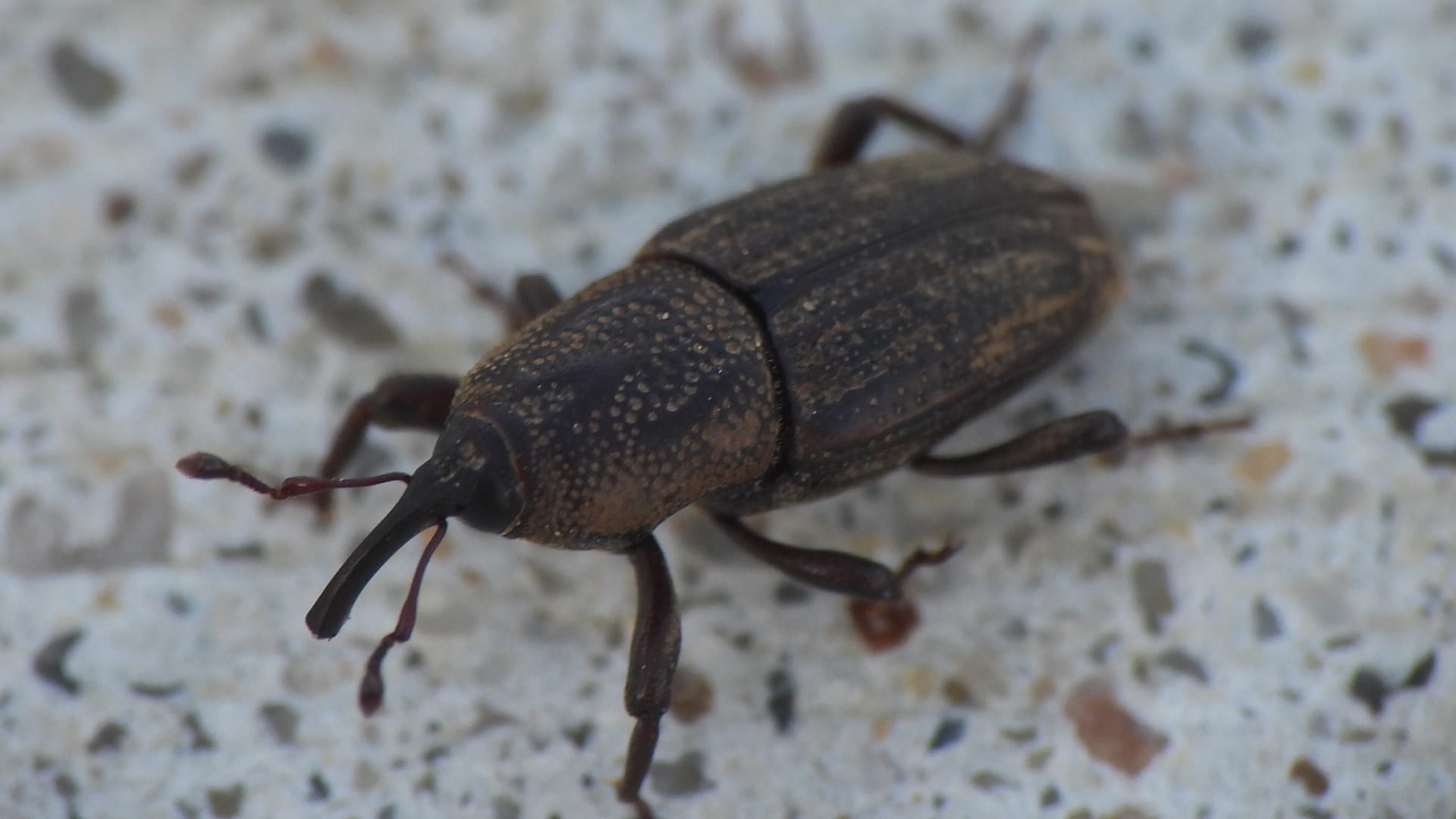 Cover image for Billbugs: the midsummer brown patches watering never fixes