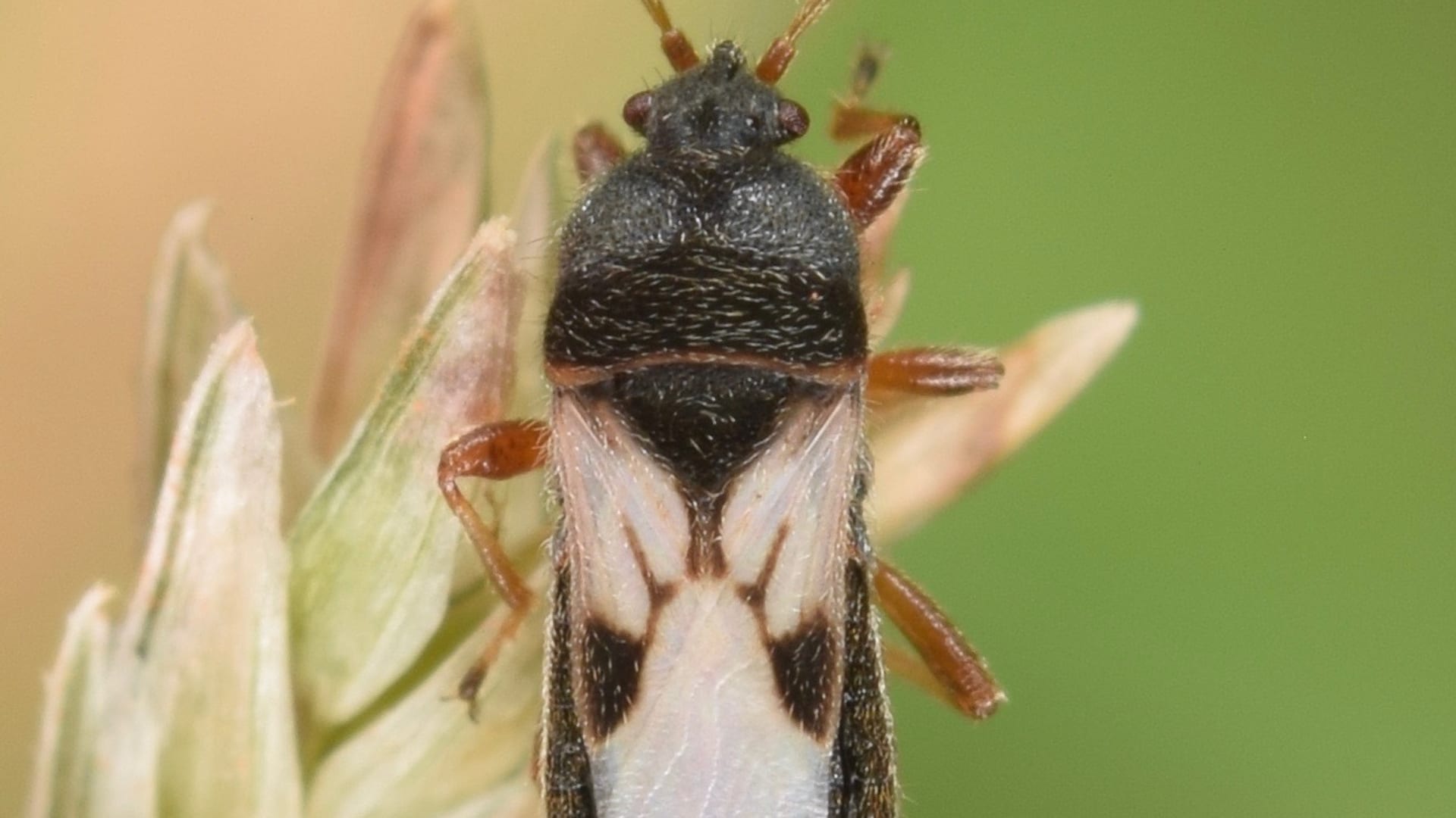 Cover image for Chinch bugs: the hot-edge lawn killer that looks like drought