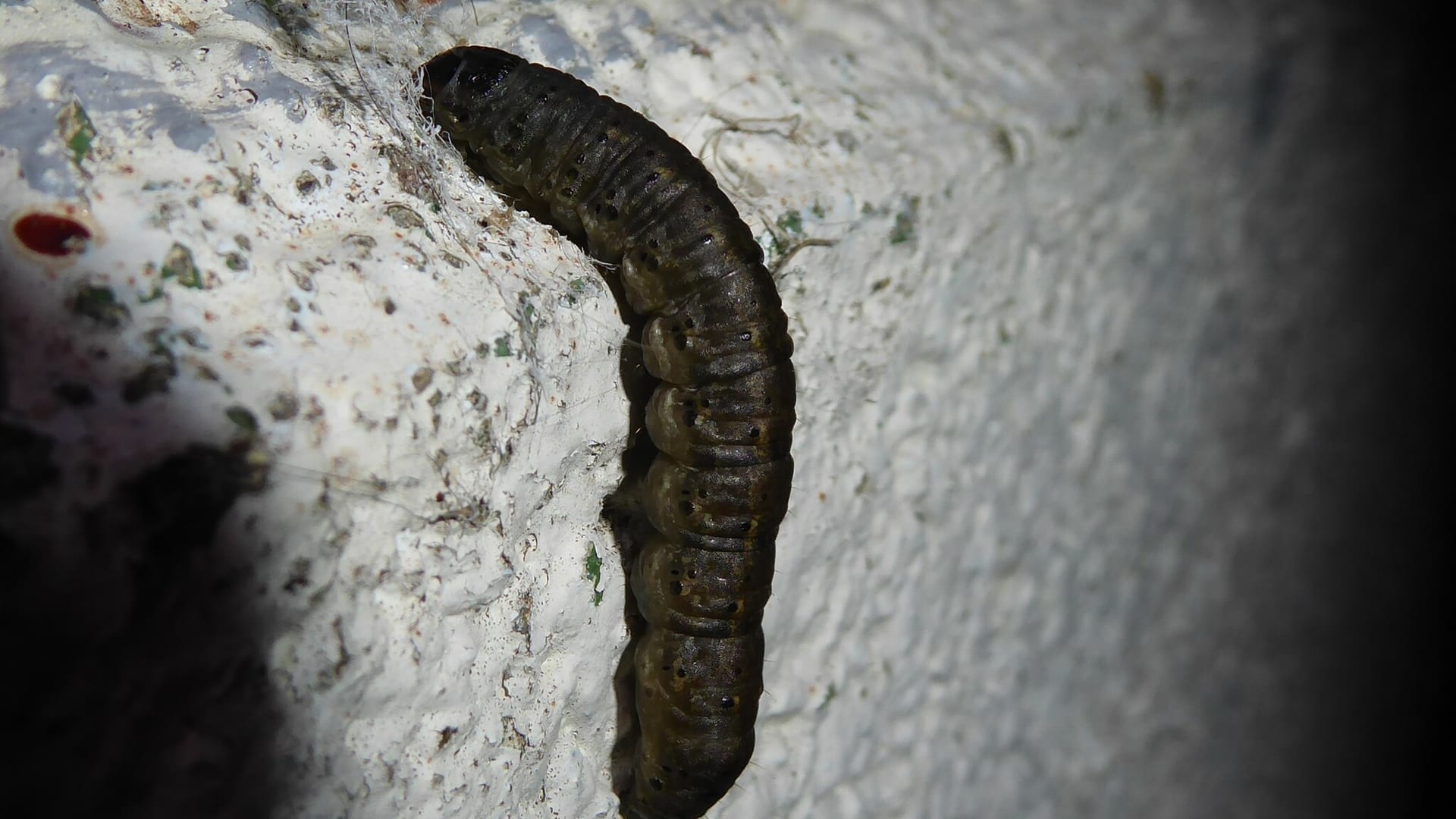 Cover image for Cutworms: the small round bare spots in closely mowed turf