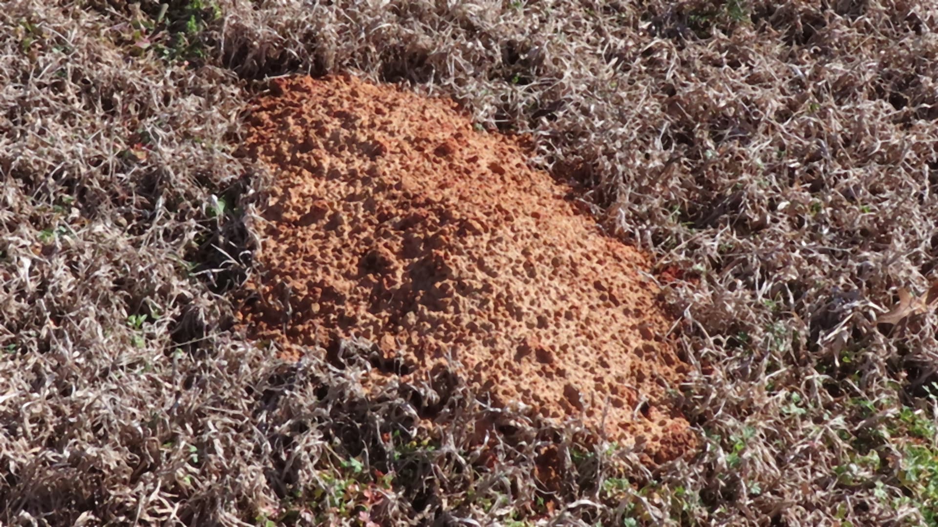 Cover image for Fire ants: the mounds, the stings, and how to take the yard back