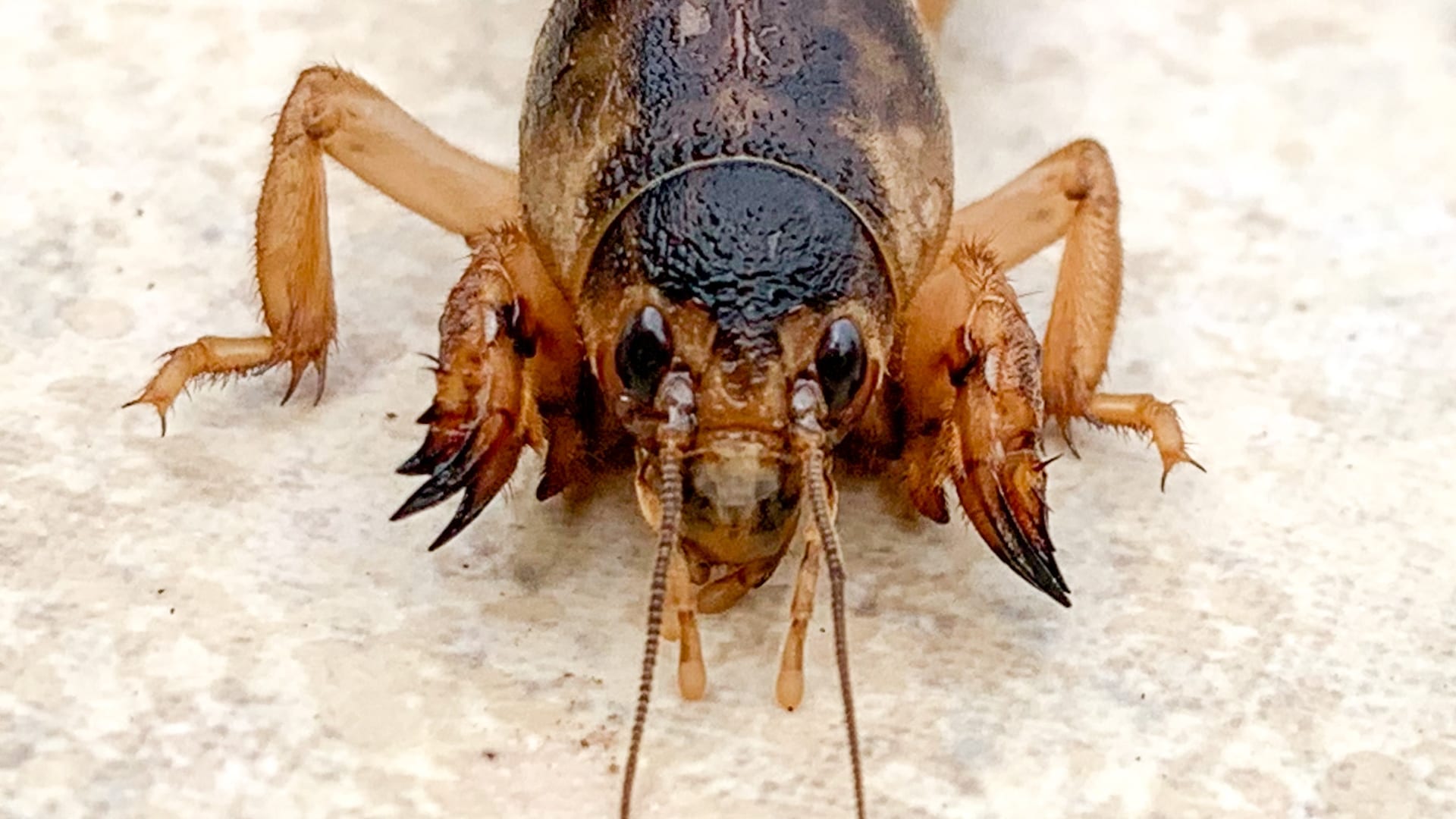 Cover image for Mole crickets: the spongy turf and raised trails they leave behind