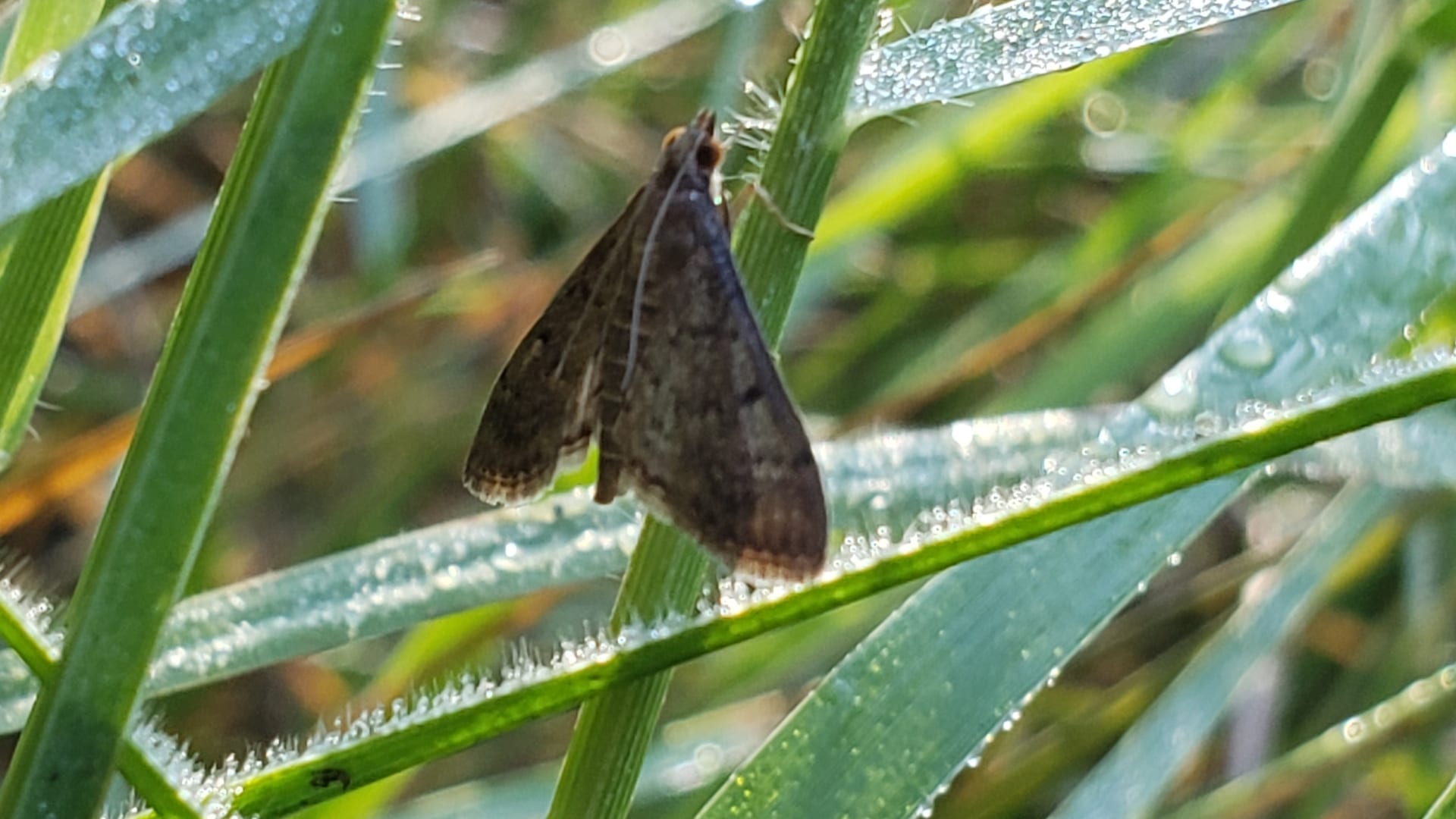 Cover image for Sod webworms: the lawn moths and the chewed patches they leave