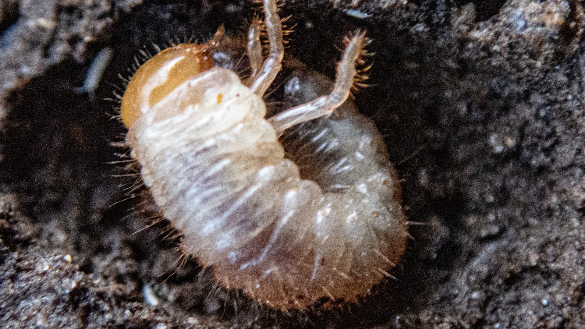 Cover image for White grubs: how to tell it is grubs, and what to do about it