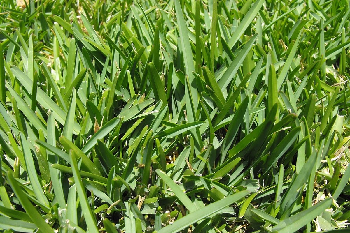 What St. Augustinegrass looks like, a close-up of the blades