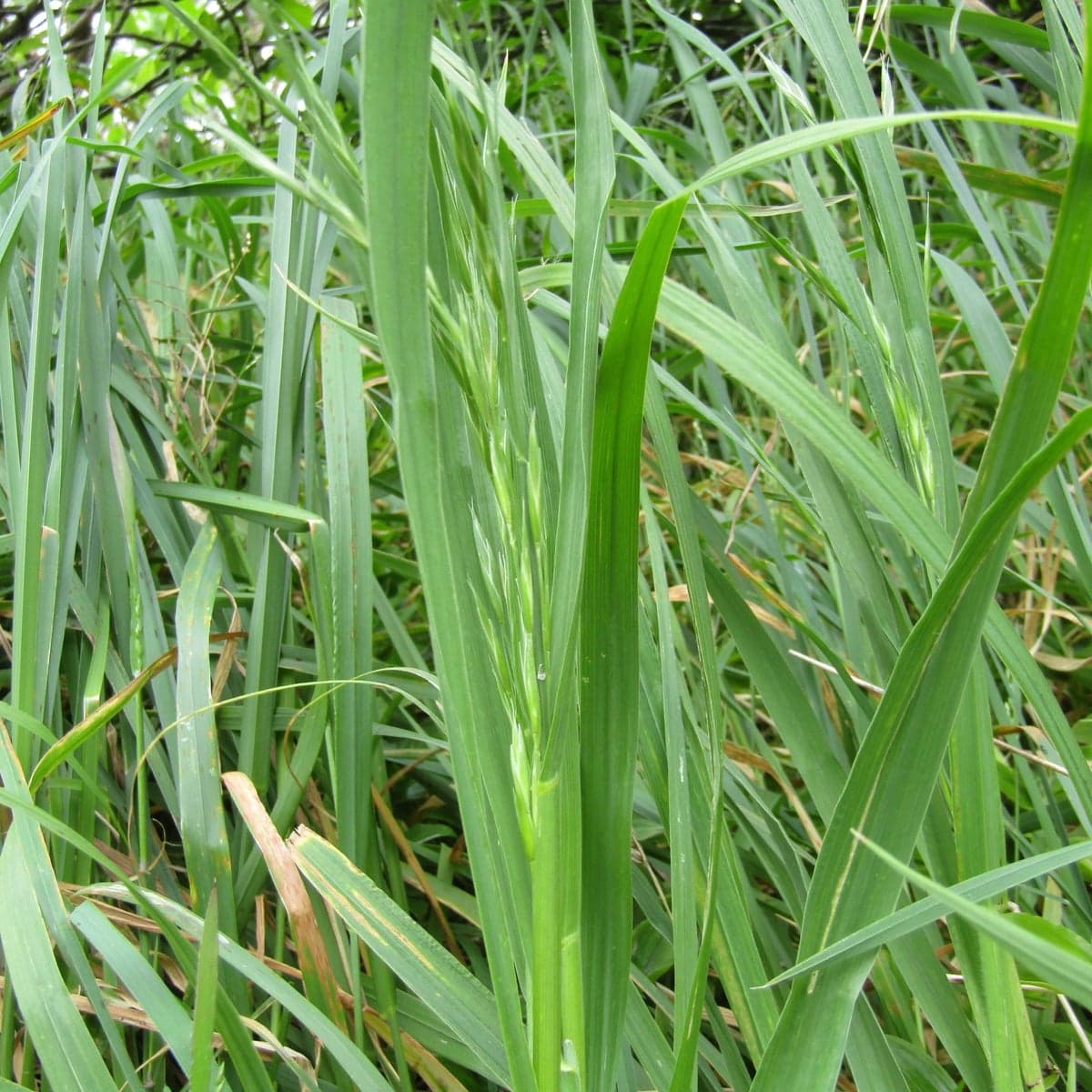 What Tall Fescue looks like, a close-up of the grass blades