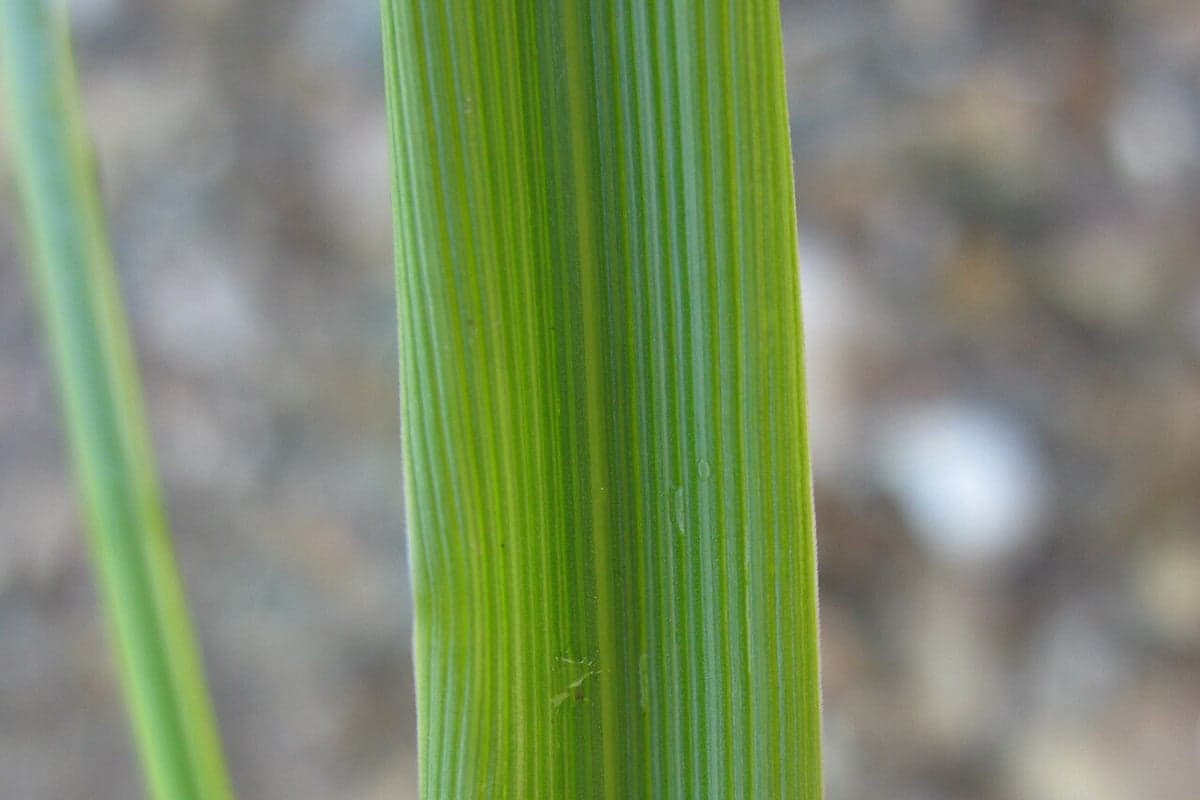 What Tall Fescue looks like, a close-up of the grass blades