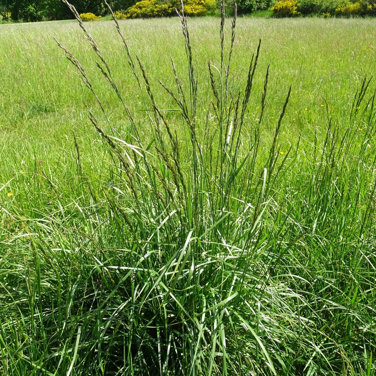 Tall fescue growth habit, an upright clump