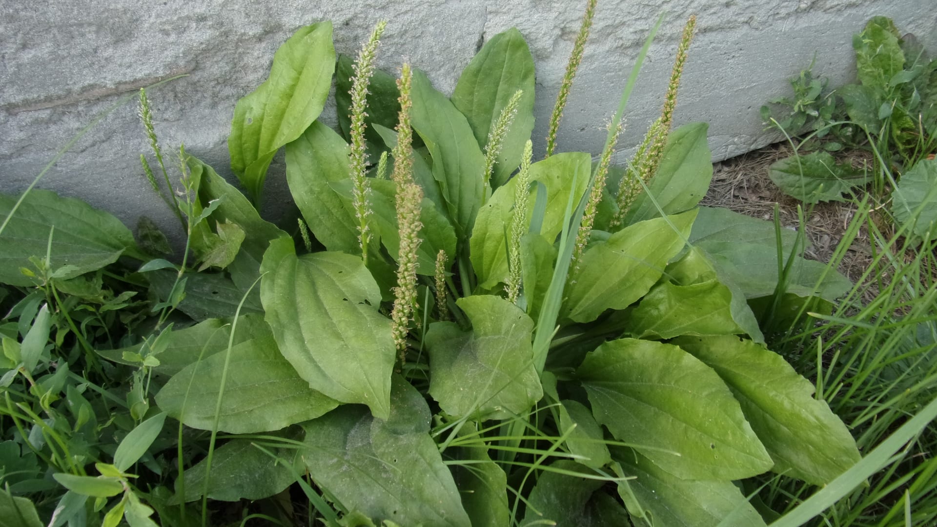 Cover image for Broadleaf Plantain: identify it, treat it, keep it out