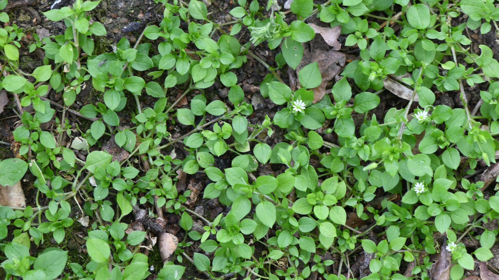 Cover image for Common Chickweed: identify it, treat it, keep it out