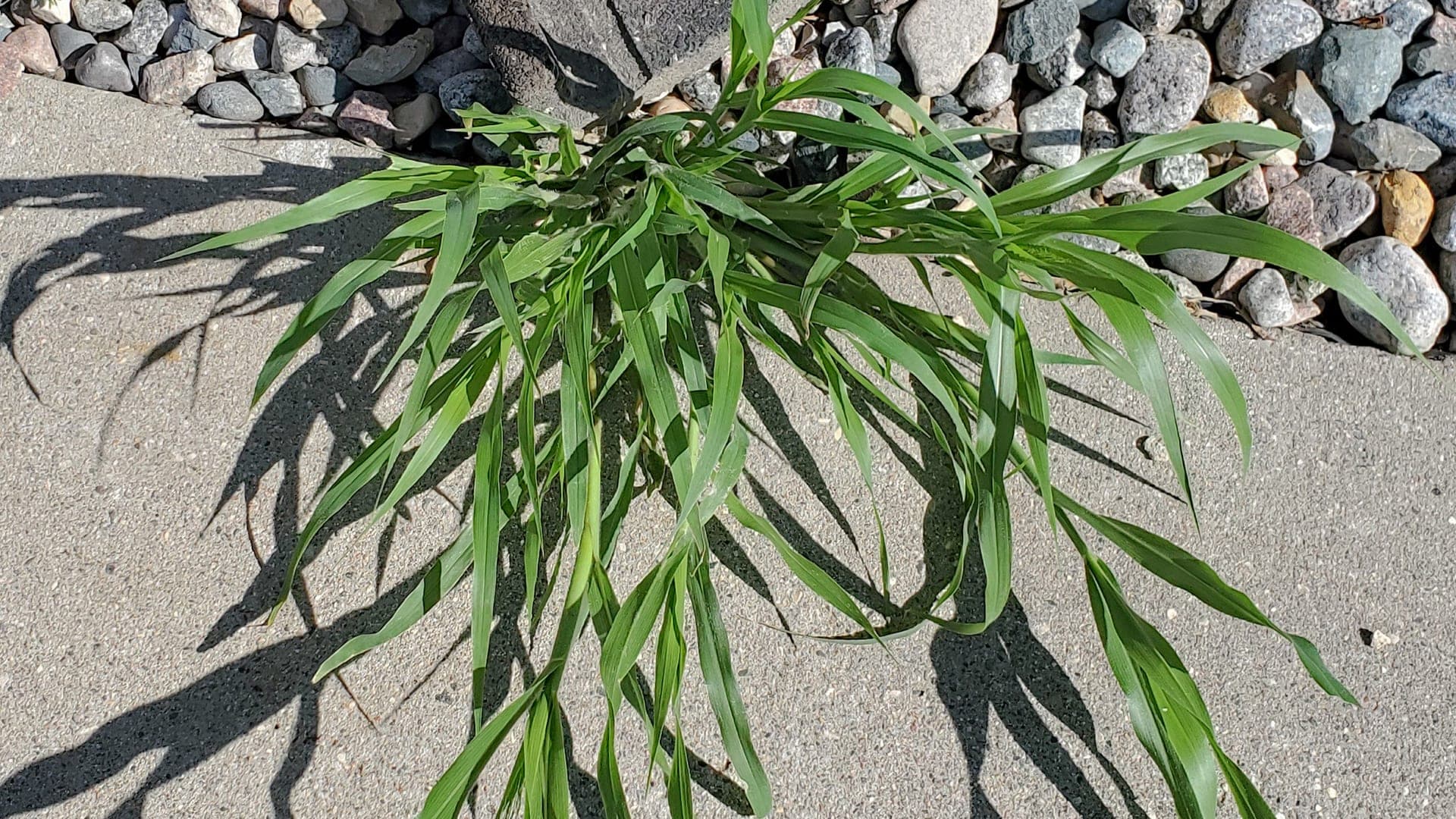 Crabgrass sprawling at a pavement edge
