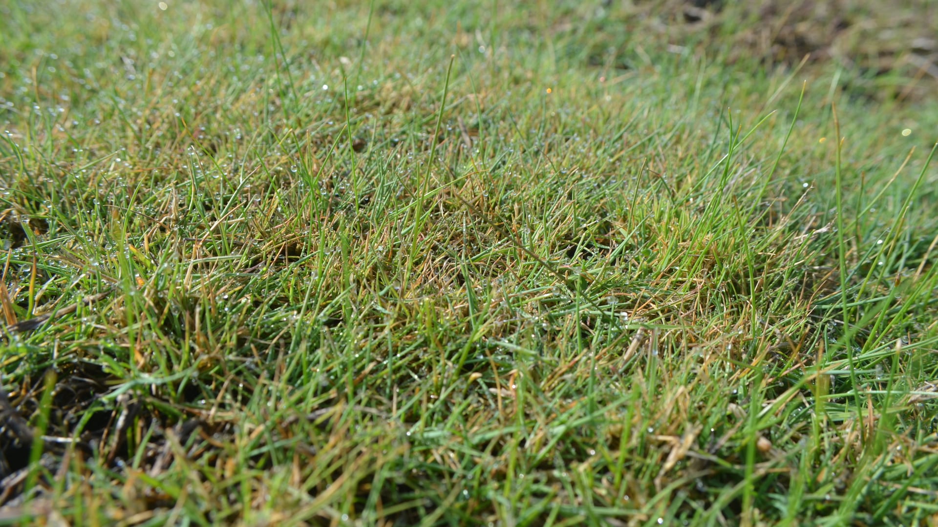 Cover image for Creeping Bentgrass: identify it, treat it, keep it out