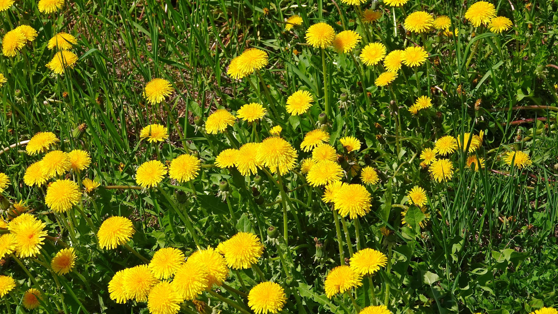 Cover image for Dandelions: identify it, treat it, keep it out