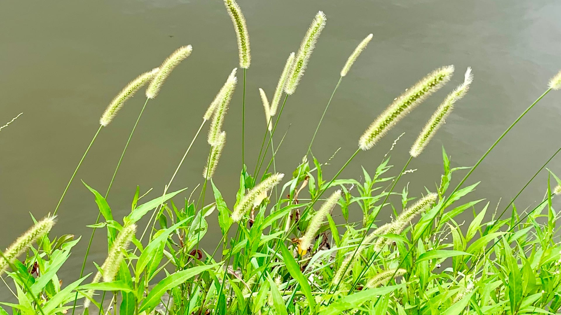 Cover image for Foxtail: identify it, treat it, keep it out