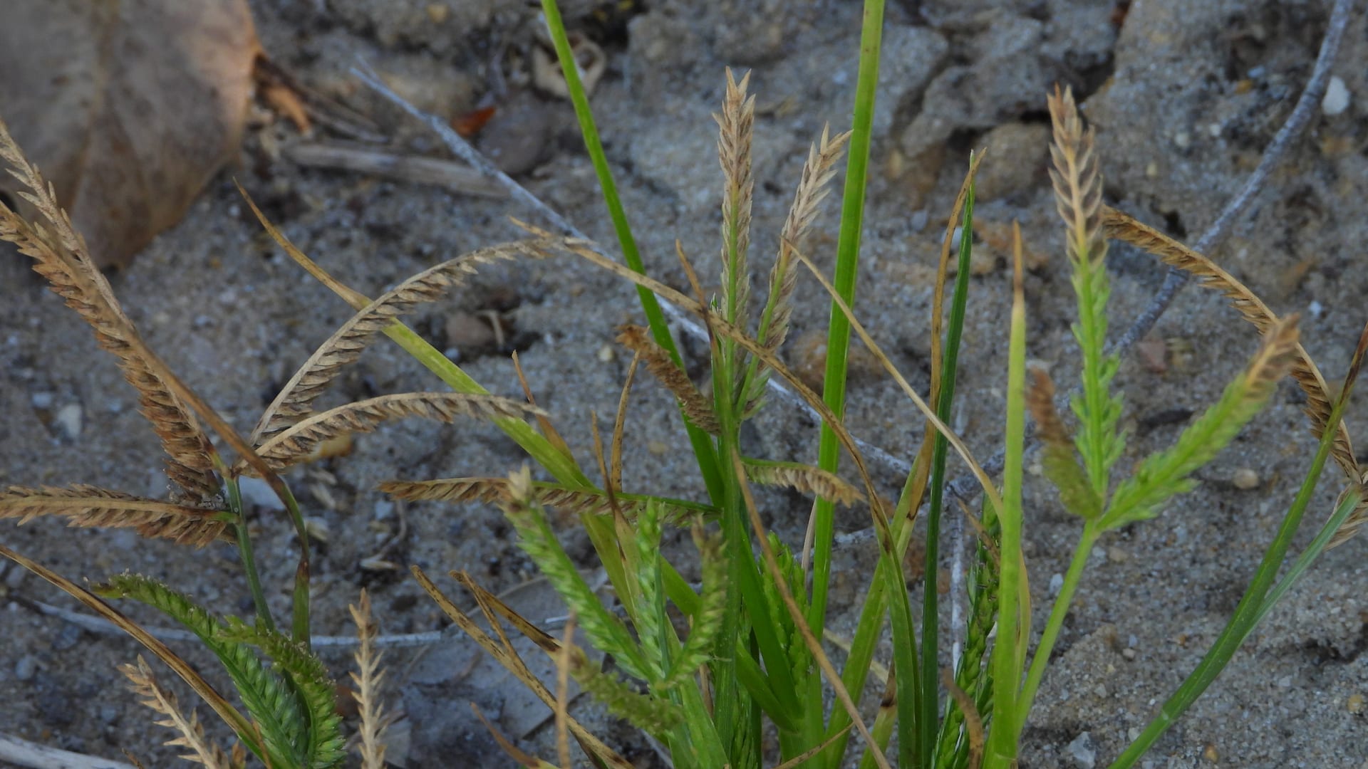Cover image for Goosegrass: identify it, treat it, keep it out
