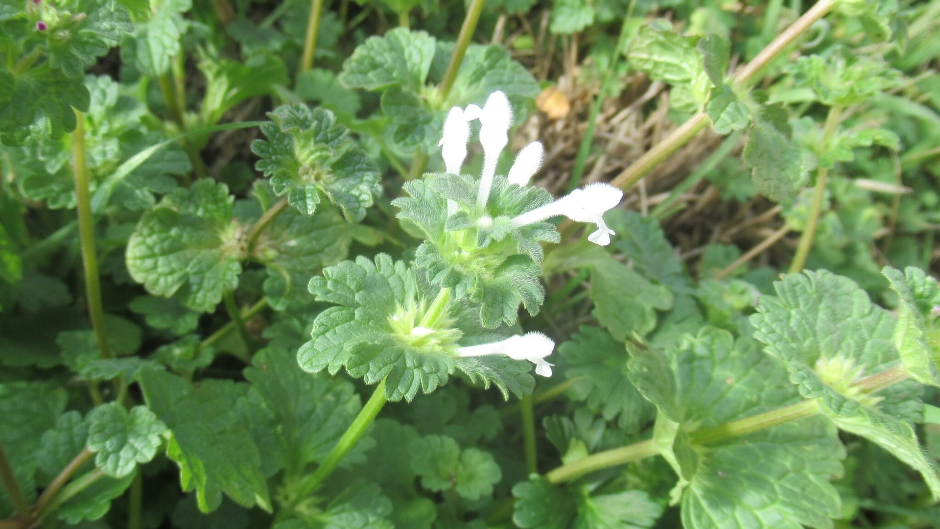Cover image for Henbit: identify it, treat it, keep it out