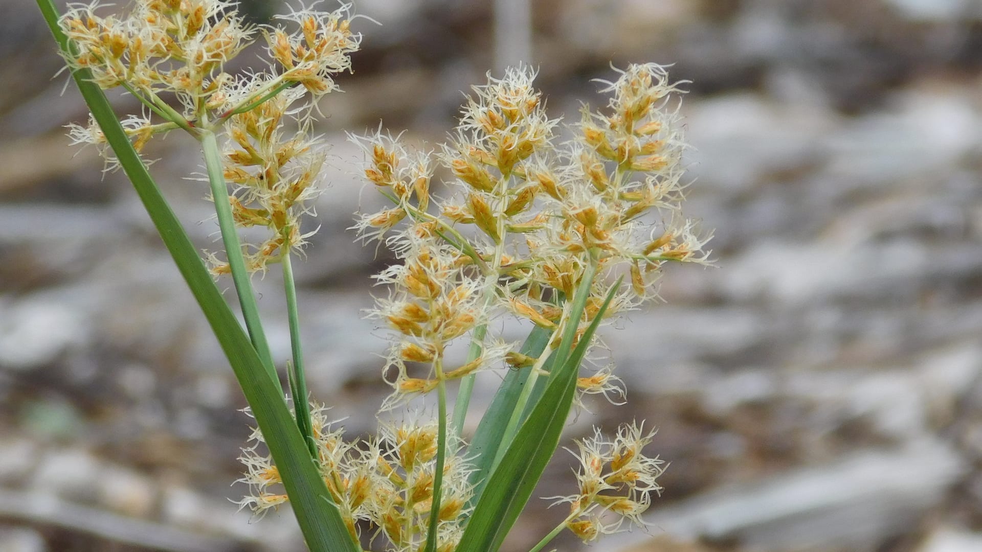 Cover image for Yellow Nutsedge: identify it, treat it, keep it out