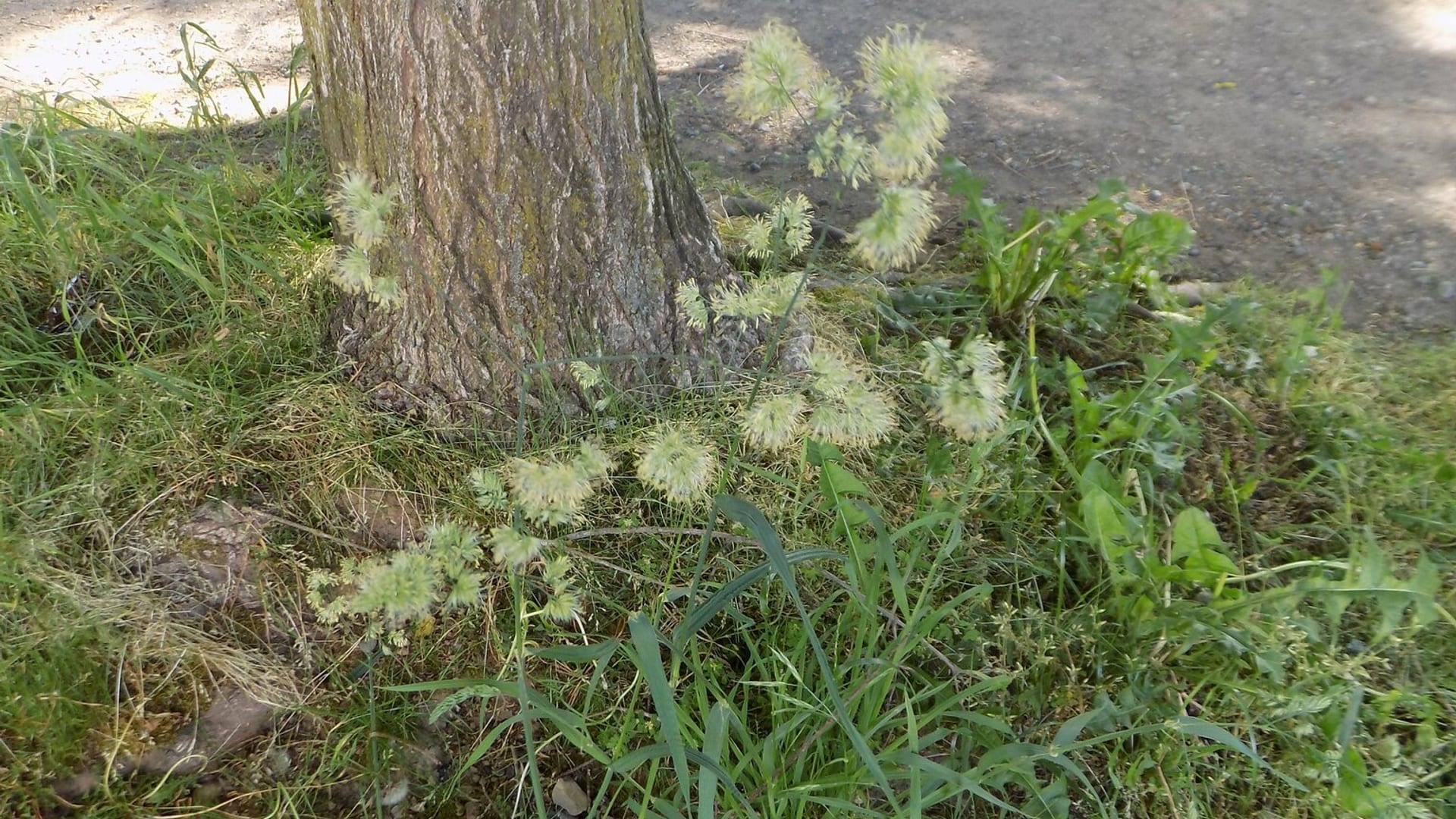 Cover image for Orchardgrass: identify it, treat it, keep it out