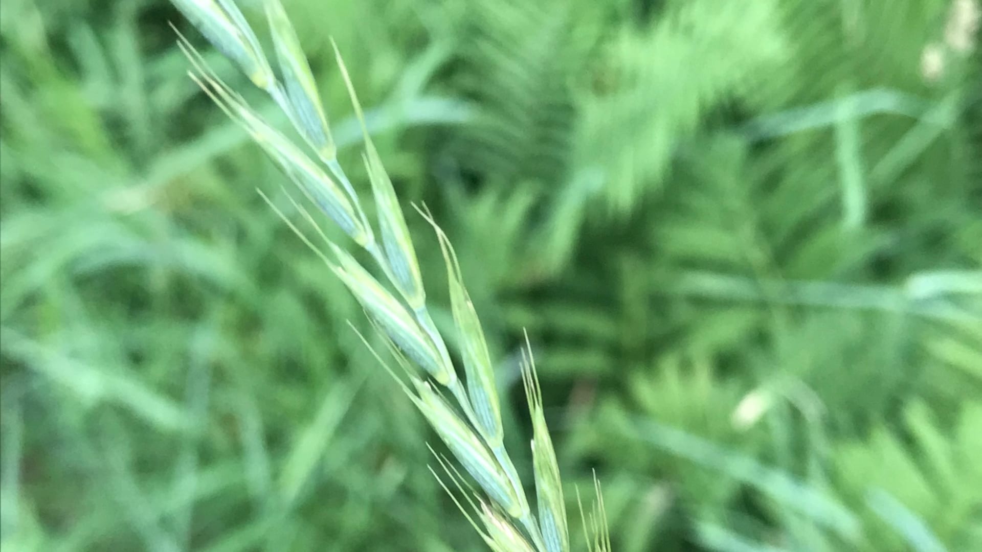 Cover image for Quackgrass: identify it, treat it, keep it out