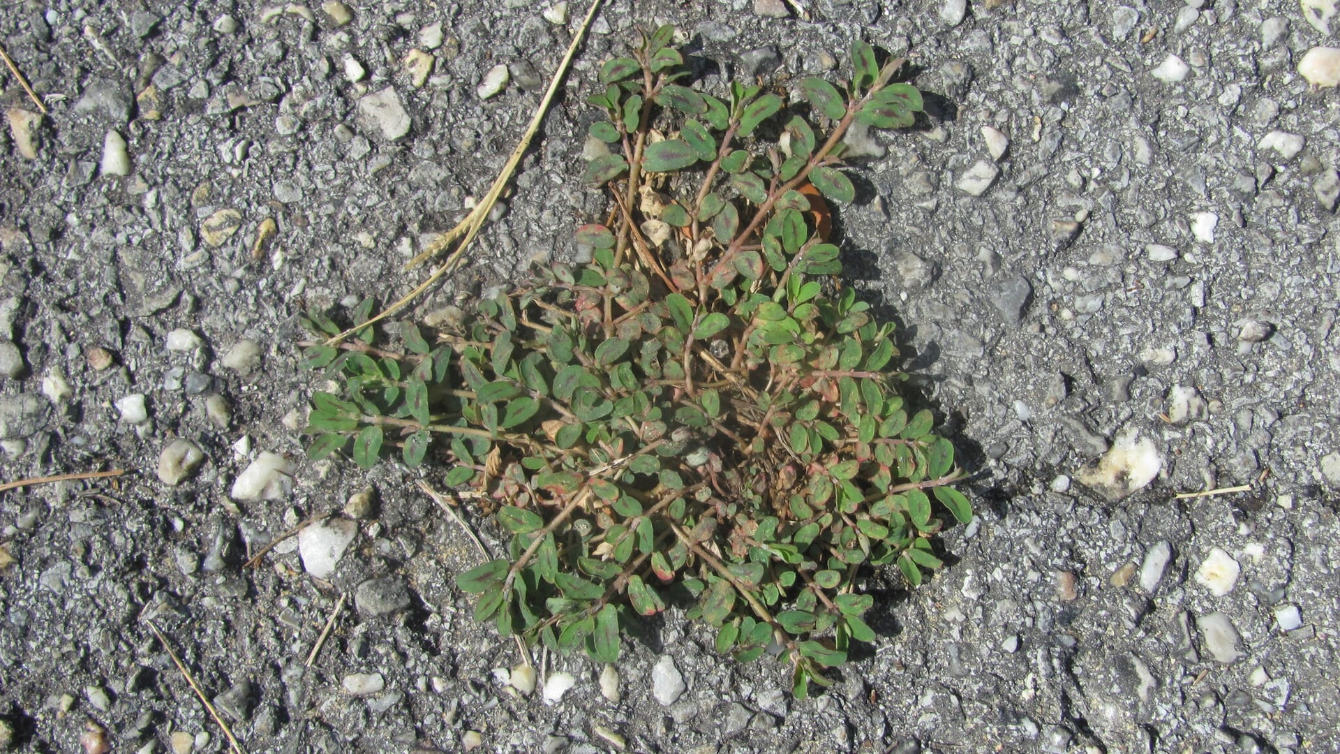 Cover image for Spotted Spurge: identify it, treat it, keep it out