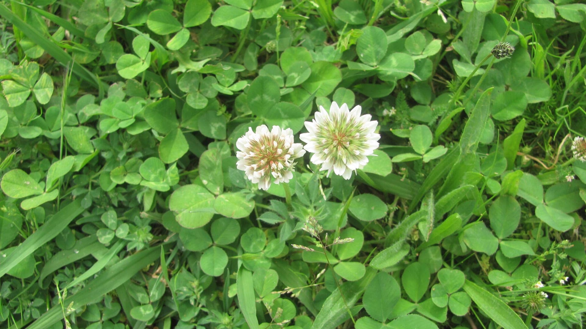 White clover with its pom-pom bloom in turf
