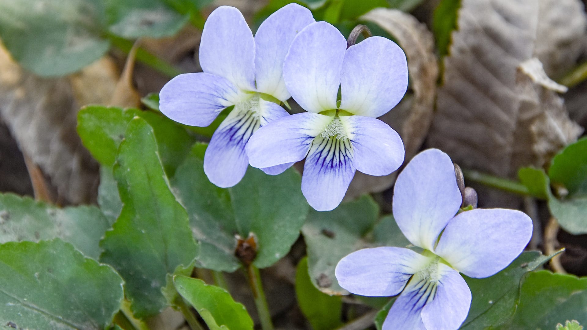 Cover image for Wild Violet: identify it, treat it, keep it out