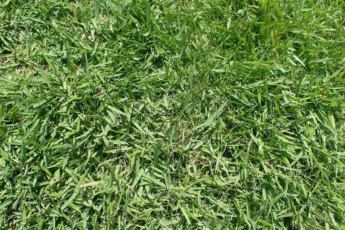 What Zoysiagrass looks like, a close-up of the blades