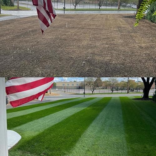 NightShift Perennial Ryegrass Seed