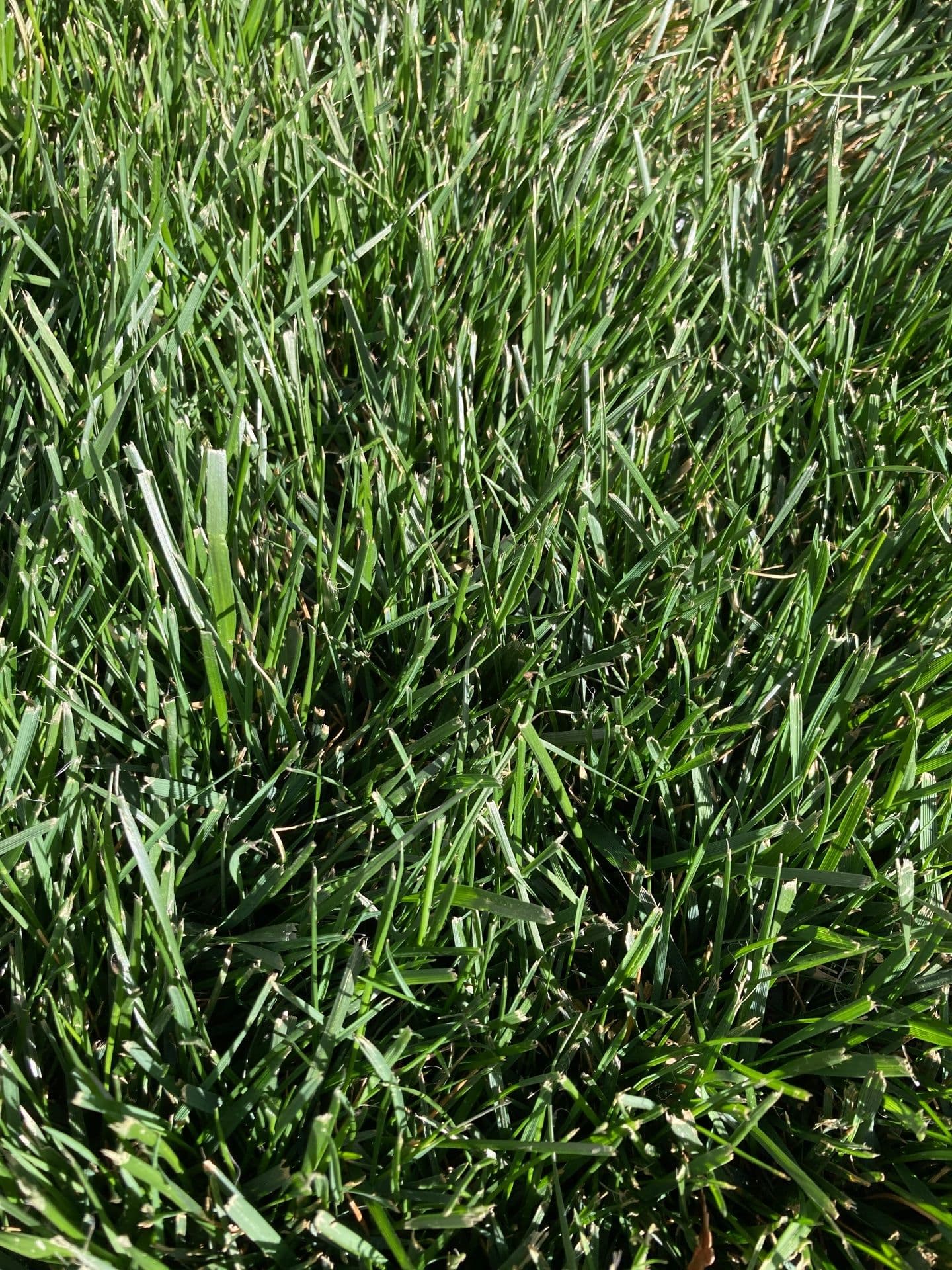 Tall Fescue